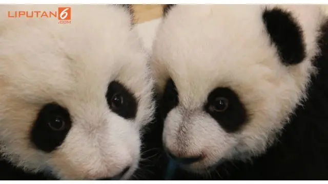 Nama yang disematkan pada dua bayi panda ini, menyiratkan kebahagiaan dan kemakmuran bagi rakyat Kanada.