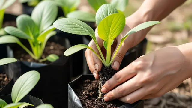 Menanam Sawi Pakcoy di Polybag