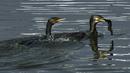 Burung kormoran besar (kanan) menangkap ikan di perairan Danau Taudaha di pinggiran Kathmandu (18/1/2021). Nama ini berasal dari gabungan kata Newari 'Ta', yang berarti ular dan 'Daha', yang berarti danau.  (AFP/Prakashh Mathema)