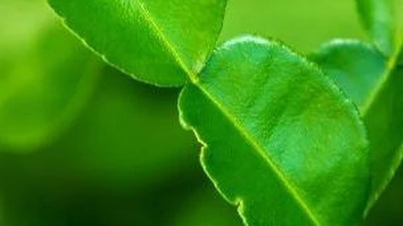 Resiko dan Tips Mengonsumsi Daun Jeruk Purut