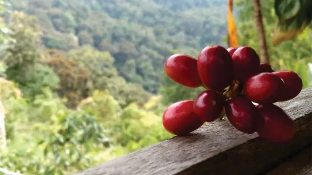 Produksi kopi di Gunung Kulabu https://www.instagram.com/p/CtyLWcxBZ7p/?igsh=c284dXJ2dmV1cG80