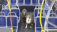 Kedua anjing saat sedaang diamankan di dalam bus oleh sopir. (source: @RideMCTS)