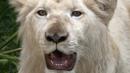 Singa putih jantan, Kimba (12 bulan) dipamerkan di Kebun Binatang Parque de las Leyendas di Lima, Peru, Selasa (4/1/2022). Sepasang singa putih lahir di penangkaran Kebun Binatang Leon de Mexico, tiba sebagai bagian dari program pertukaran untuk tujuan ilmiah dan konservasi. (Cris BOURONCLE/AFP)