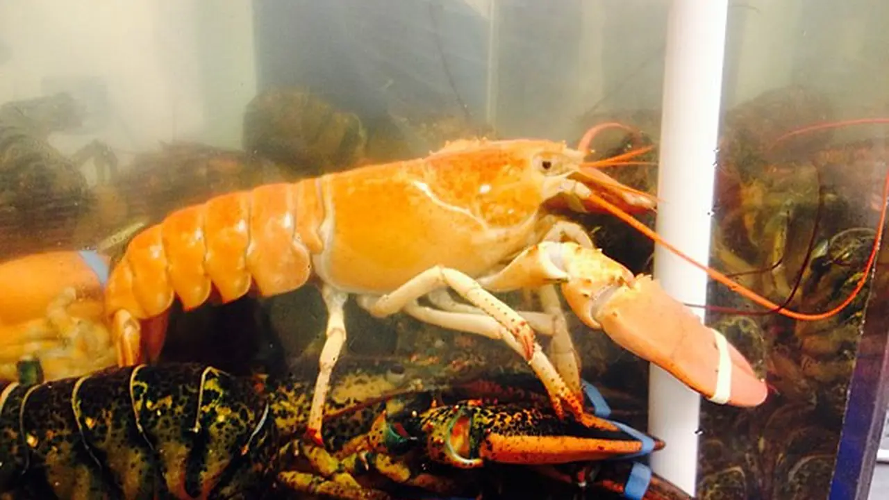 Lobster Oranye (Wikimedia Commons)