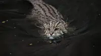 Kucing Bakau