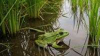 Jenis Katak yang Penting untuk Memangsa Tikus Kecil, Bantu Petani di Lahan Basah