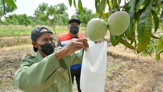 PT Kilang Pertamina Internasional (KPI) Unit Balongan kembangkan Taman Kehati dan Mangoes Center. (Dok Pertamina)