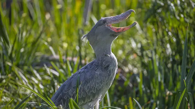 Shoebill dalam Budaya Populer