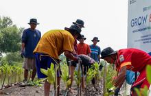 Hari Mangrove Sedunia, BRI Pertegas Komitmen Selamatkan Lingkungan Lewat Perbaikan Ekosistem Pesisir