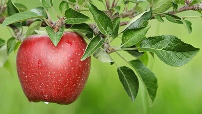 Ajaib Pohon Apel Ini Mempunyai 250 Jenis Buah Apel 