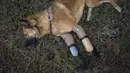 Seekor anjing bernama Cola menggunakan kaki palsu di dua kaki depannya berbaring di rumput, Phuket, Thailand (12/12). Cola menggunakan kaki palsu berbentuk melengkung seperti alat yang digunakan pelari Paralympic. (AFP Photo/Lilian Suwanrumpha)