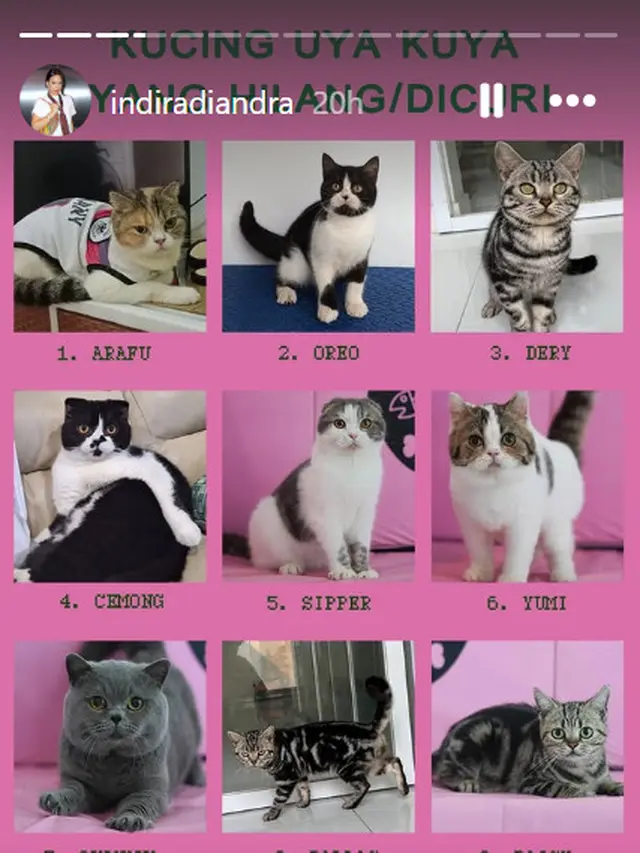 Update Penemuan dan Status Kucing