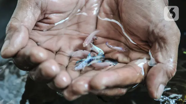 Bisnis Ikan Cupang Hias di Kala Pandemi
