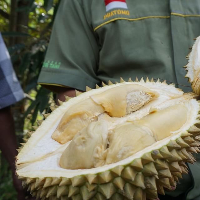 31++ Gambar Lucu Durian Isi Singkong - Cari Gambar Keren HD