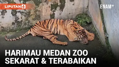 VIDEO: Seekor Harimau di Medan Zoo Kritis Tak Lama Setelah Ditinggal Mati Nurhaliza