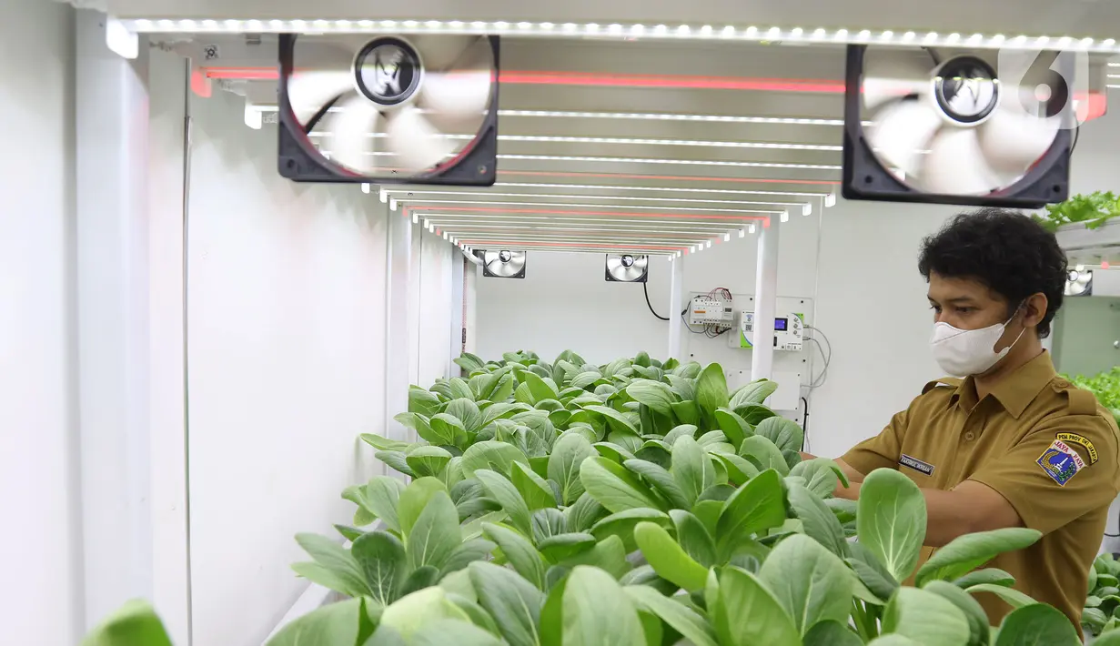 Petugas Suku Dinas KPKP Jakarta Selatan merawat tanaman yang ditanam menggunakan teknik hidroponik dalam container farming dan agro electrifying di Agro Edukasi Wisata Ragunan, Jakarta, Selasa (12/10/2021). Budidaya dilakukan dengan memanfaatkan teknologi sinar UV. (Liputan6.com/Herman Zakharia)