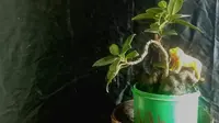 Kreativitas Pemuda di Flores Timur Sulap Sampah Jadi Berkah