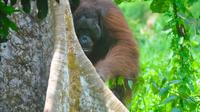Ilustrasi orangutan. (dok. Biro Humas KLHK)