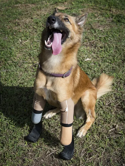 Seekor anjing bernama Cola menggunakan kaki palsu di dua kaki depannya di Phuket, Thailand (12/12). Cola menggunakan kaki palsu berbentuk melengkung seperti alat yang digunakan pelari Paralympic. (AFP Photo/Lilian Suwanrumpha)