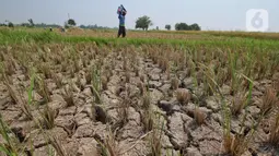 Harus Bersiap, Sederet Ancaman Serius El Nino