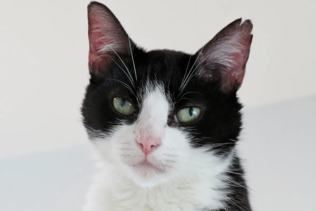 Kucing Hitam Putih