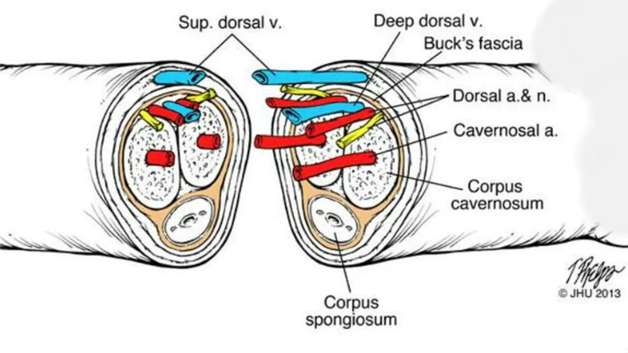 Transplantasi penis
