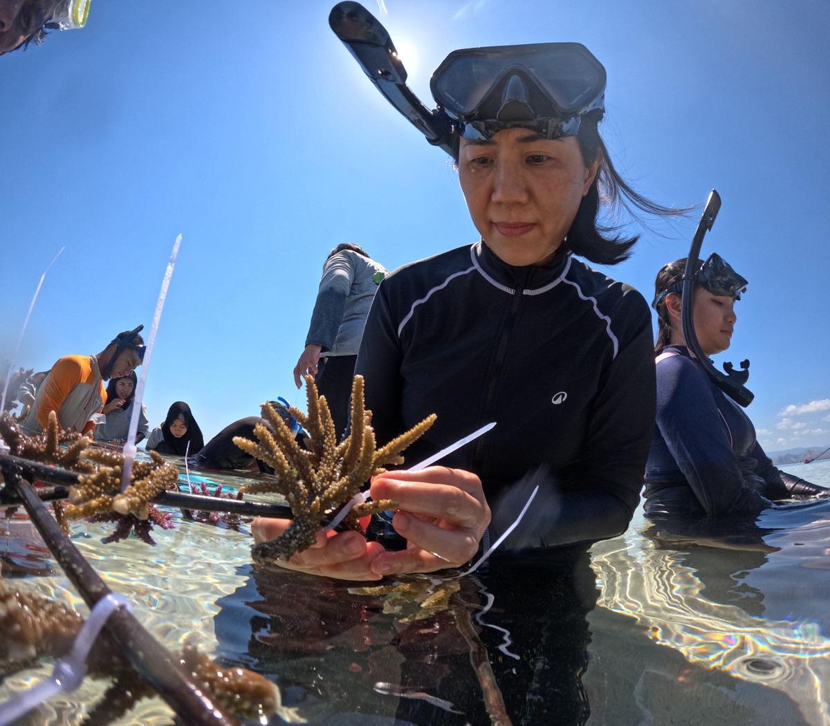 Pulihkan Laut Komodo, Ratusan Bibit Karang Ditanam di Perairan Pulau Messah