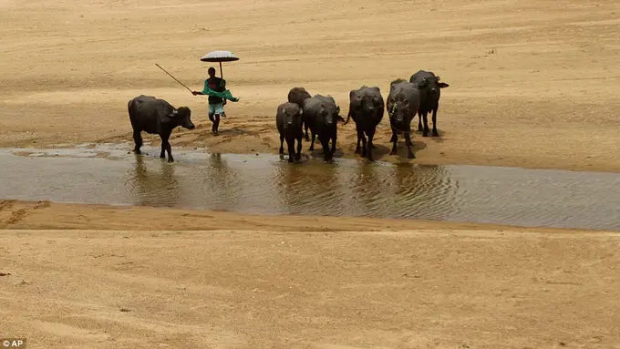 Terompet sangkakala dan cuaca panas ekstrem di India