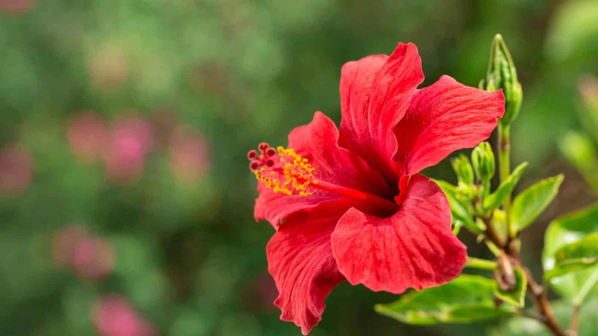 Hibiscus.