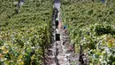 Seorang pekerja panen berjalan menaiki tangga kebun anggur yang curam di sepanjang Sungai Neckar di Mundelsheim, Jerman barat daya (2/10/2021). (AFP/Thomas Kenzle)