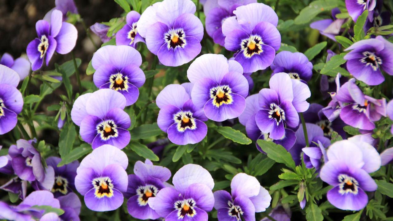 Ilustrasi Pansy