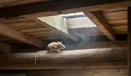 Cara Mengusir Tikus di Plafon Rumah yang Ampuh dan Aman Tanpa Bongkar Atap