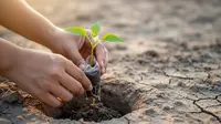 10 Ide Kebun Hemat Air untuk Daerah yang Sering Kemarau, Sayuran Tetap Subur