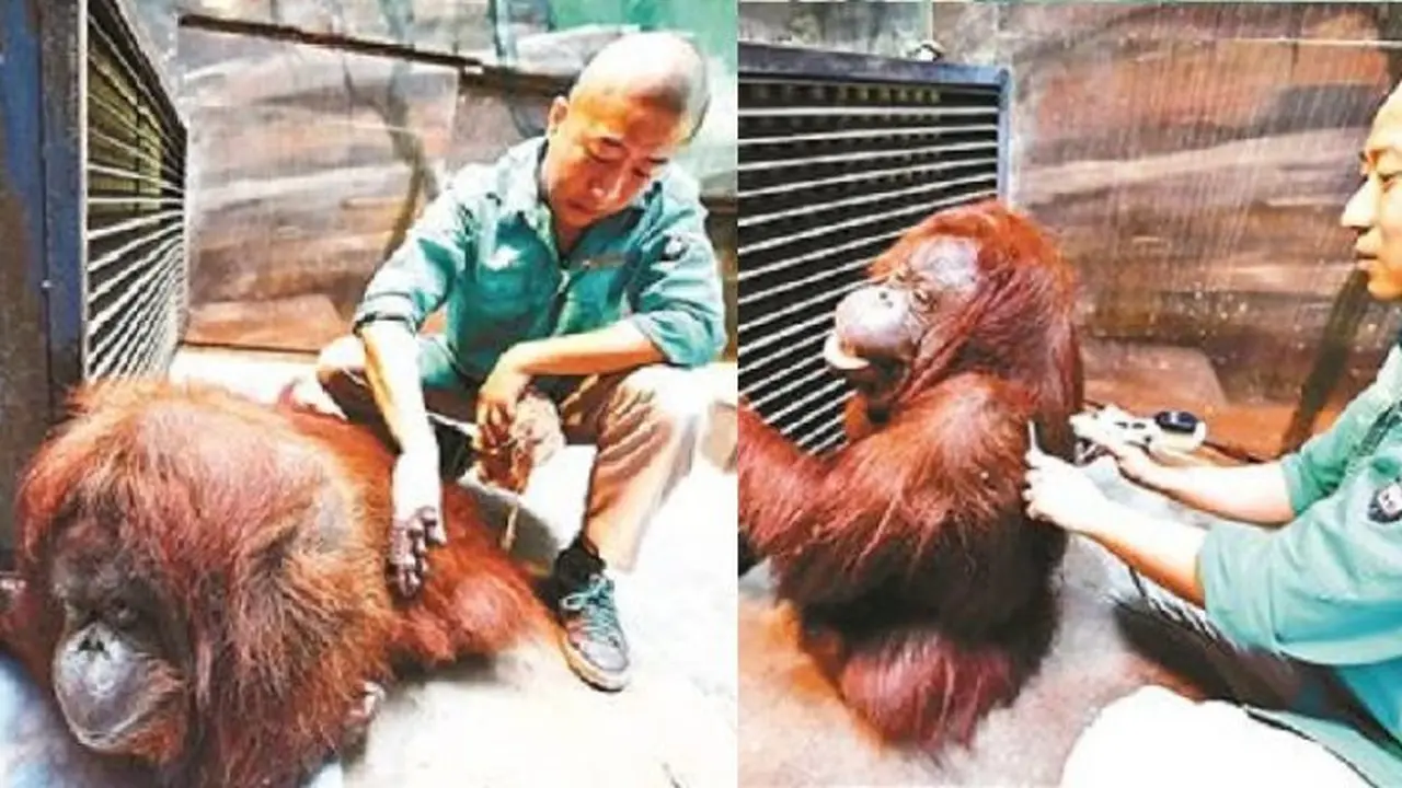 Kebun Binatang Ini Bantu Orangutan yang Tak Bisa Berjalan Dengan Metode Pijat Tradisional Tiongkok