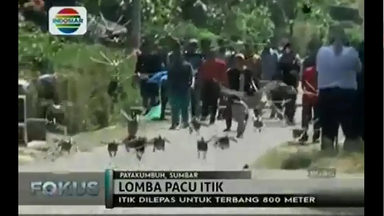 Pacu Itik, Daya Tarik Wisata di Payakumbuh
