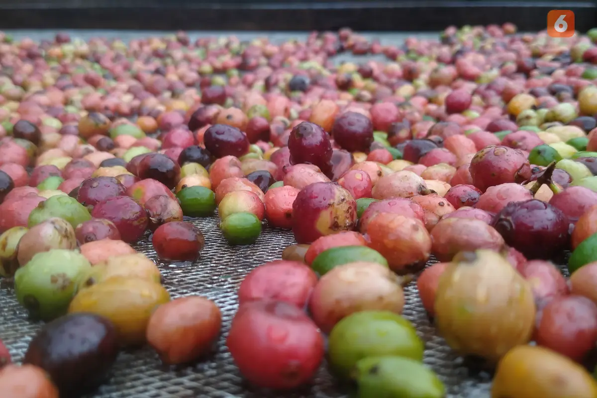 Biji kopi gelndongan dari petani (Hermawan Arifianto/Liputan6.com)