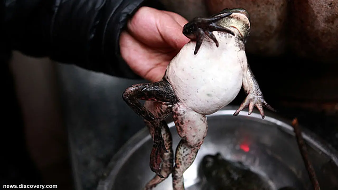 katak-kodok-130617b.jpg