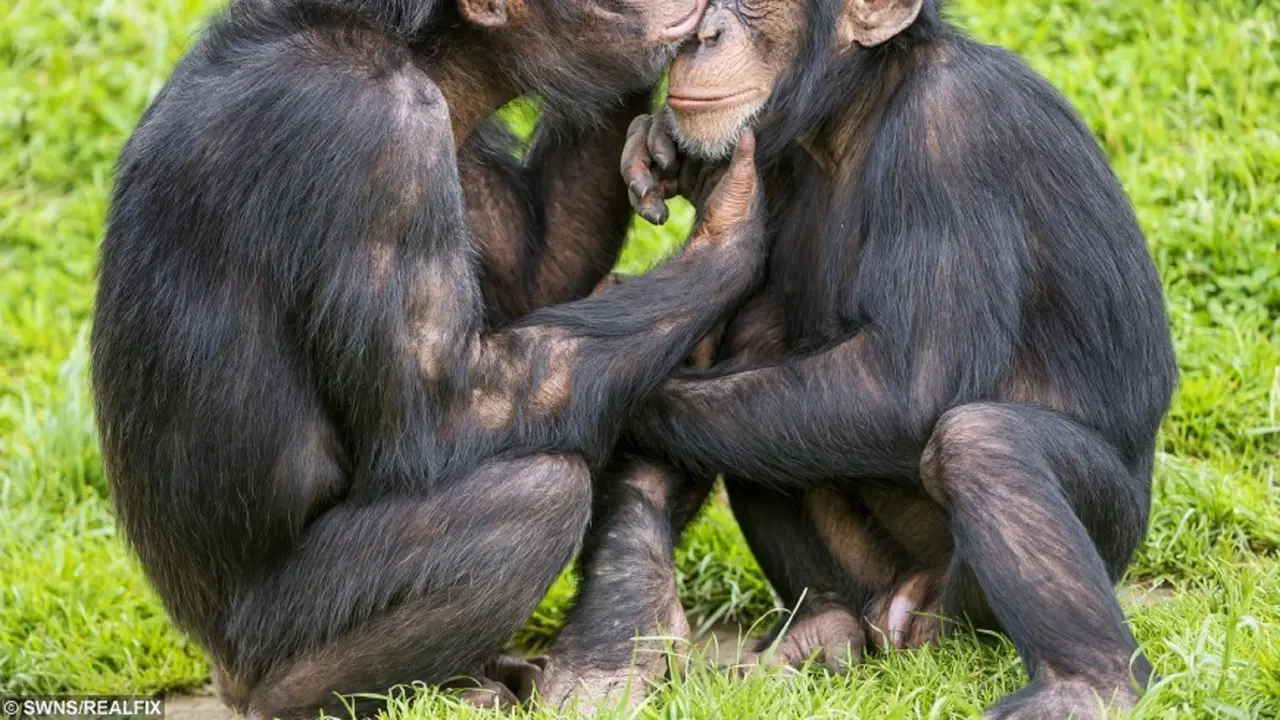 3. Simpanse Bonobo