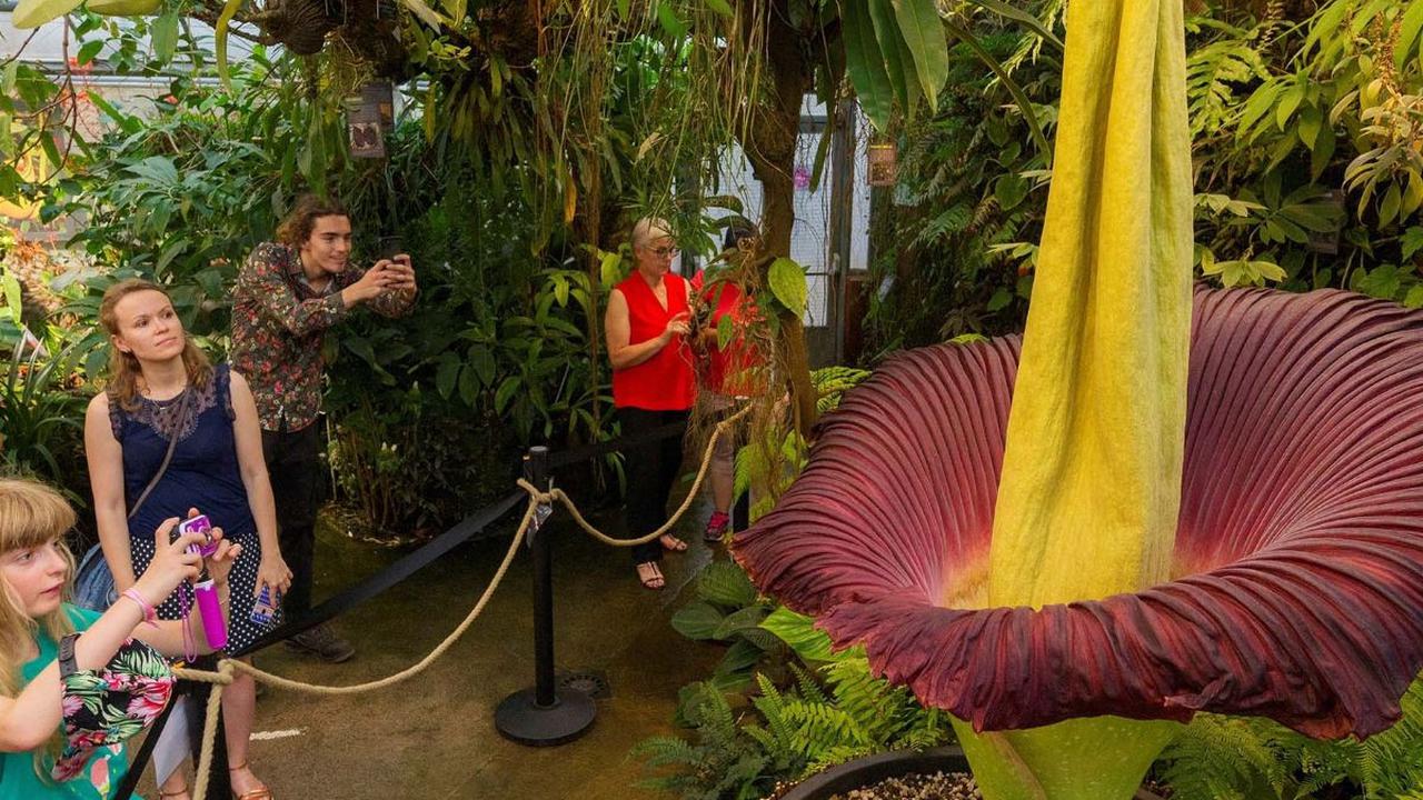 Titan Arum, Bunga Tertinggi di Dunia