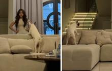 Potret Kocak Fuji Tak Henti Dikejar Anjing di Rumah Erika Carlina, Netizen 'Pepet Terus Dul