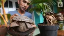 Pengrajin tanaman, Herman Ronda merawat bonsai kelapa berbentuk kura-kura di Jalan Salak, Pamulang, Tangerang Selatan, Senin (13/10/2020). Bonsai dari jenis batok kelapa gading hingga kelapa sayur bisa dibentuk mulai dari jenis binatang hingga kepala manusia. (Liputan6.com/Fery Pradolo)