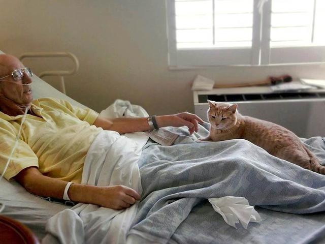 Kucing Berhati Malaikat Setia Temani Kakek Yang Sekarat