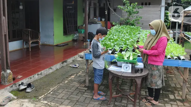 Panen Sayuran Hidroponik di Depan Rumah