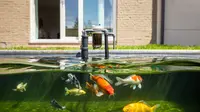 Kolam ikan outdoor (Foto: Reve Art AI)