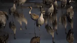 Burung bangau yang bermigrasi terefleksikan di perairan kawasan konservasi Danau Hula, utara Laut Galilea, Israel, Rabu (24/2/2021). Lebih dari setengah miliar burung dari sekitar 400 spesies berbeda melewati Lembah Jordan ke Afrika dan kembali ke Eropa sepanjang tahun ini. (AP Photo/Oded Balilty)