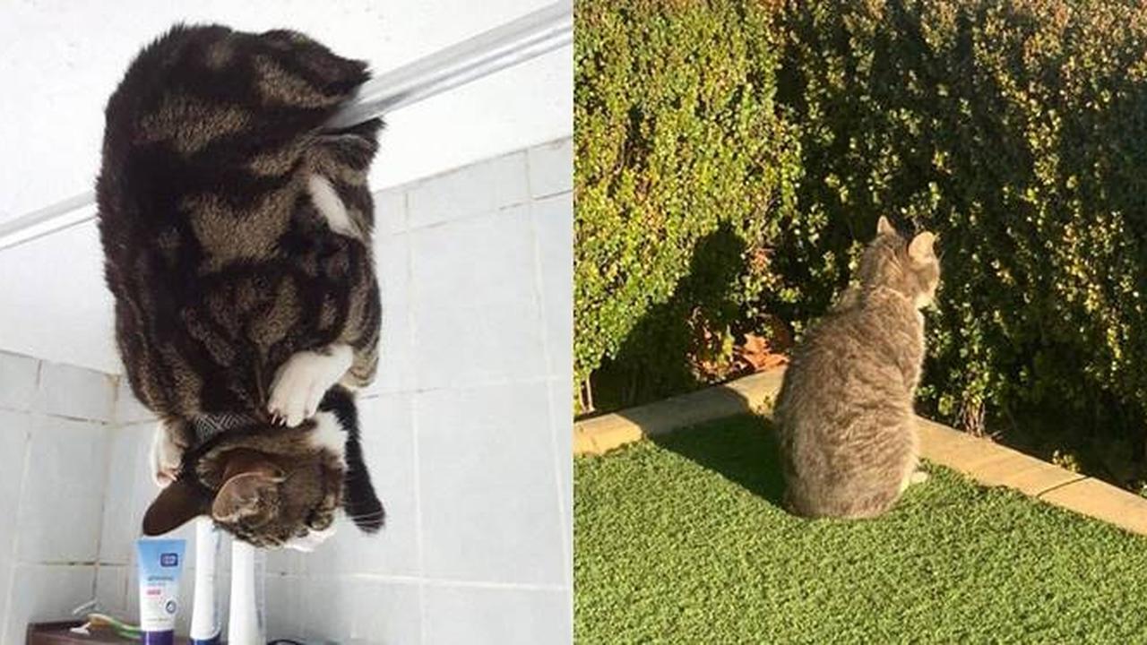 7 Potret Pose Absurd Kucing saat Berada di Rumah Ini Lucu Banget