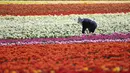 Seorang perempuan bekerja di ladang tulip dekat Grevenbroich, Jerman barat, pada 23 April 2021. Memasuki bulan April menandai waktu bagi bunga-bunga untuk bermekaran di negara empat musim seperti Jerman. (INA FASSBENDER / AFP)