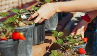 Cara Merawat Tanaman Strawberry agar Subur dan Cepat Berbuah
