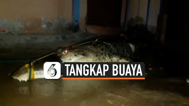 tangkap buaya