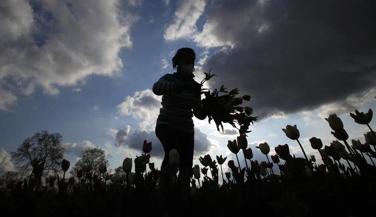 Wanita memetik bunga tulip di ladang tulip "Tulipani Italiani", yang ditanam oleh pasangan Belanda di Arese, Milan, Italia (15/4/2021). Pasangan tersebut   membuat ladang tulip ini untuk mengenang tradisi di Belanda di mana dapat memetik tulip sendiri. (AP Photo/Antonio Calanni)